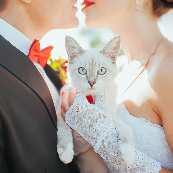 Everything You Need to Know About Including Your Pet at Your Wedding ...